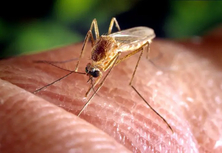 Medidas de prevención contra mosquitos y virus del Nilo Occidental en Vejer